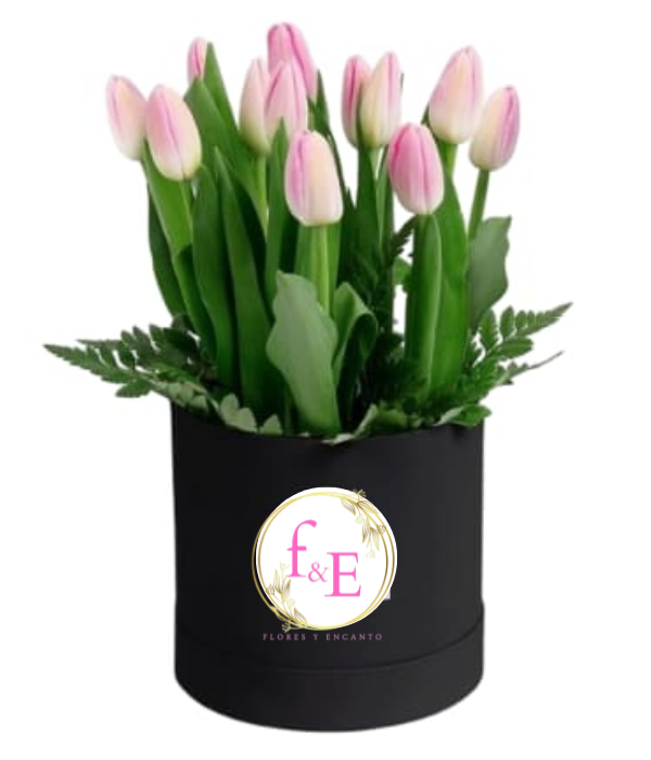 Box de tulipanes.