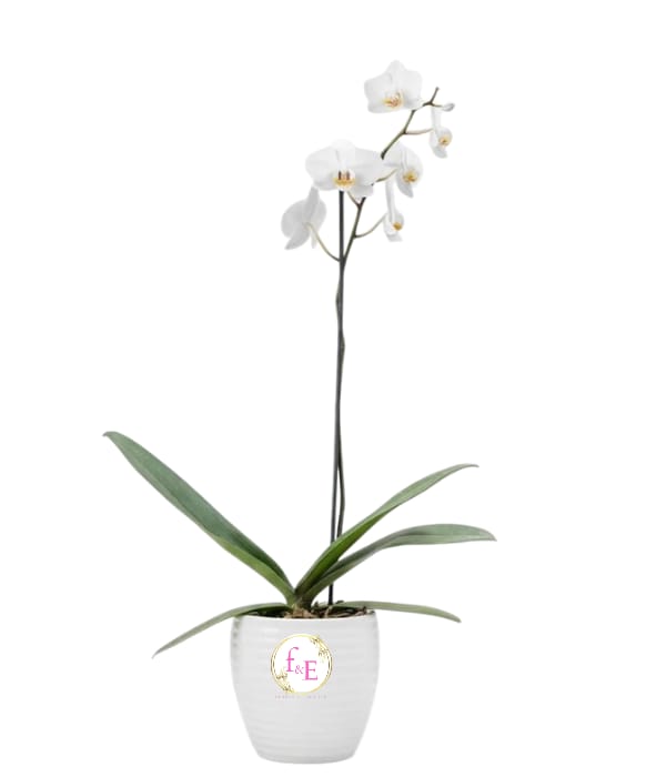 Armonía Blanca: Orquídea Minimalista.