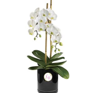 Orquídea Serenidad.