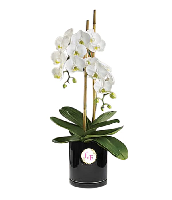 Orquídea Serenidad.