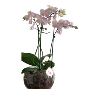 Jardín de Cristal: Orquídea en Pecera.