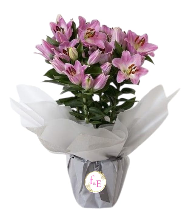 Arreglo Danza de Lirios.