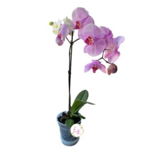 Orquídea Phalaenopsis Fucsia.