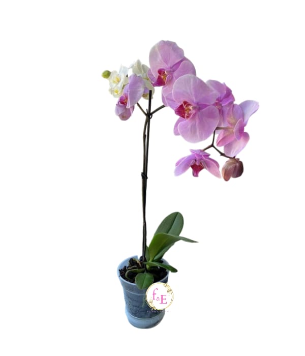 Orquídea Phalaenopsis Fucsia.