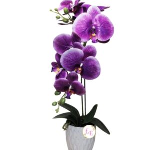 Orquídea en Elegante Macetero.