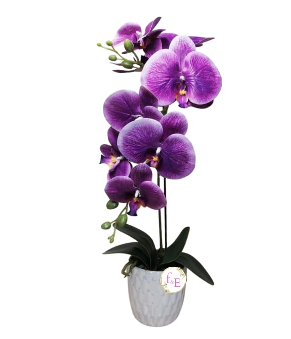 Orquídea en Elegante Macetero.