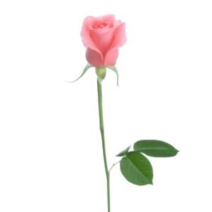 rosa individual